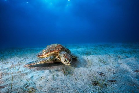 Framed Green Turtle in the Blue Print
