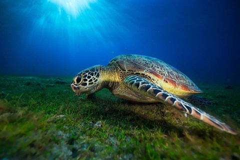 Framed Green Turtle Print