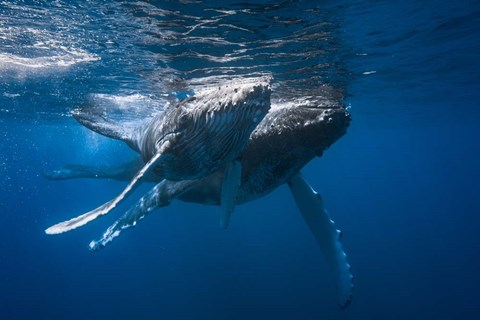 Framed Humpback Whale Print