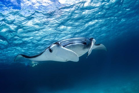 Framed Manta Ray 2 Print