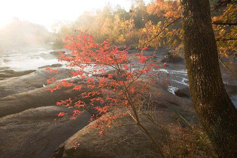 Framed Little Red Print