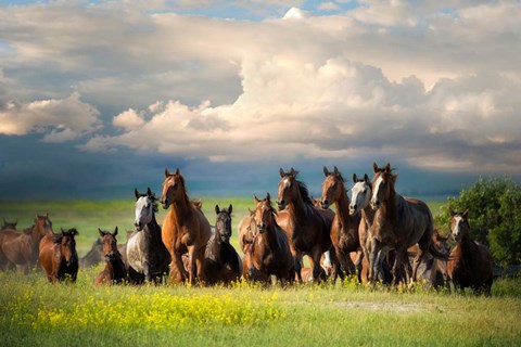 Framed Running Free II Print