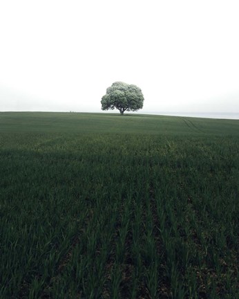 Framed Lonely Oak Tree Print