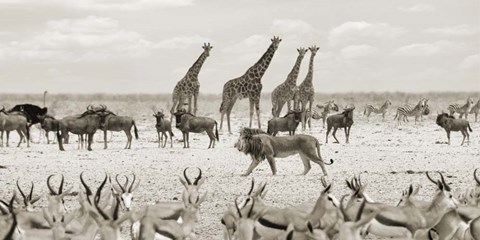 Framed Sovereign Passing By (Masai Mara, BW) Print