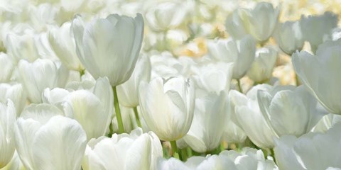 Framed Field of White Tulips Print