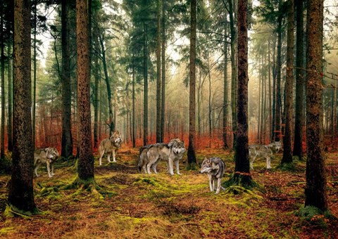 Framed Pack of Wolves in the Woods Print