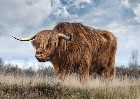 Framed Scottish Highland Bull Print