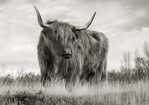 Framed Scottish Highland Cattle (BW) Print