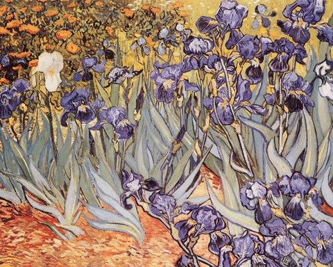 Framed Irises in the Garden, Saint-Remy, c.1889 Print