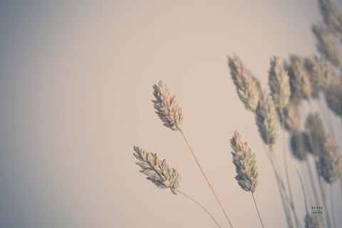 Framed Dried Grass Study Print