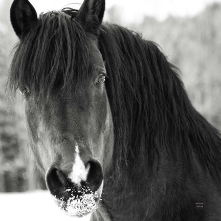 Framed Winter Horse II Print