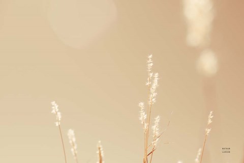 Framed Lakeside Grasses I Print