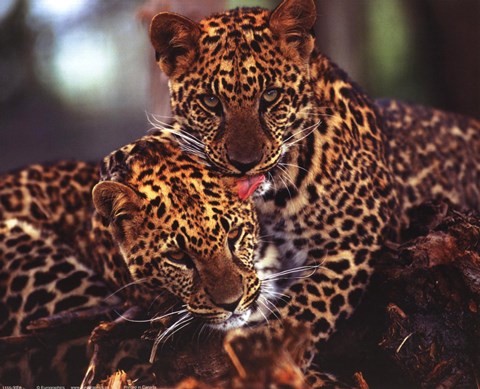 Leopards Wholesale Art Print at Lieberman's