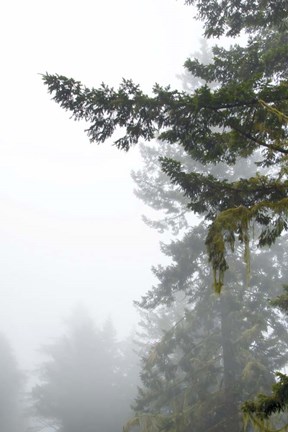 Framed Majestic Pines II Print