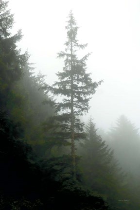 Framed Majestic Pines I Print