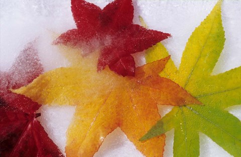 Framed Frozen Maple Tree Leaves Print