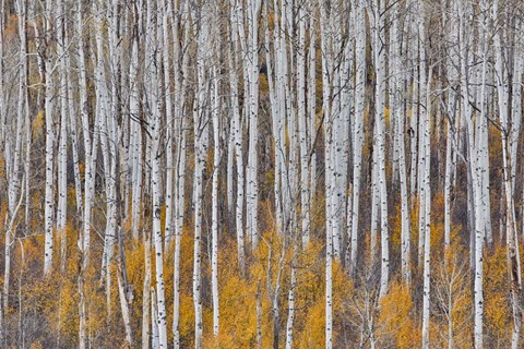 Framed Golden Aspens Print