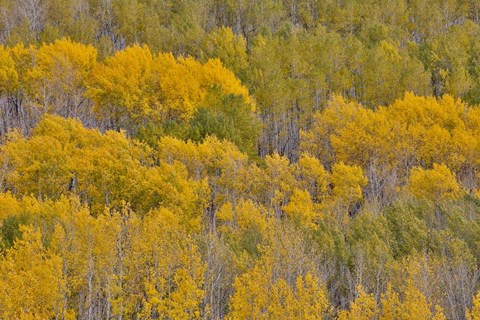 Framed Fall Aspens Print