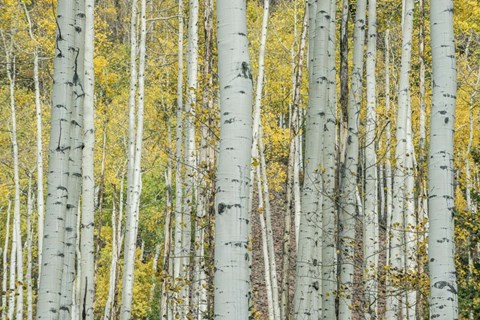 Framed Aspen Trunks Near Castle Creek Print