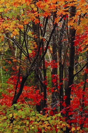 Framed Autumn Foliage At Acadia National Park, Maine Print