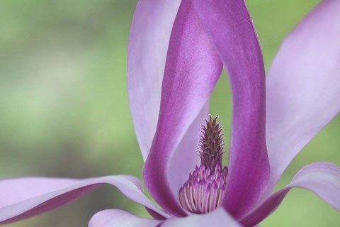 Framed Close-Up Of Magnolia Blossom Print