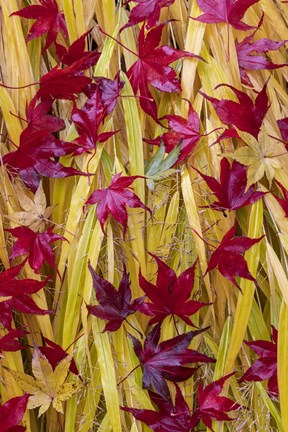 Framed Japanese Maple Leaves Fallen On Japanese Forest Grass Print