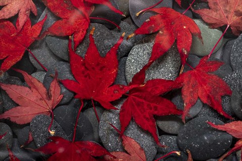 Framed Japanese Maple Leaves On River Rocks Print