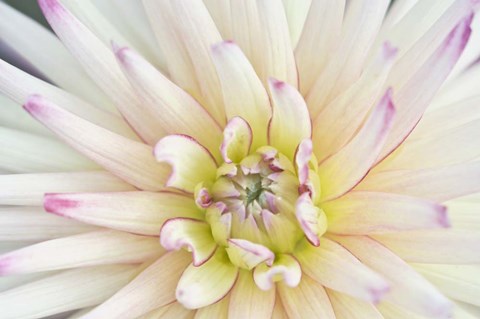 Framed Dahlia Close-Up Print