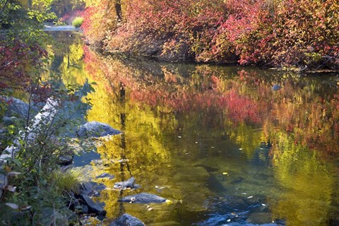 Framed Deep Fall Colors, Wenatchee River, Washington State Print