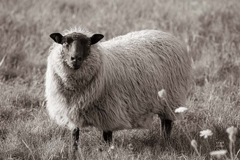 Framed Sepia Sheep Print