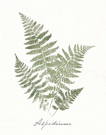 Framed Vintage Ferns IX no Border White Print