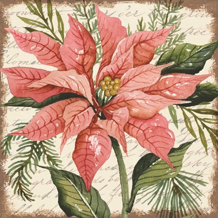 Framed Peach Poinsettia Botanical Print