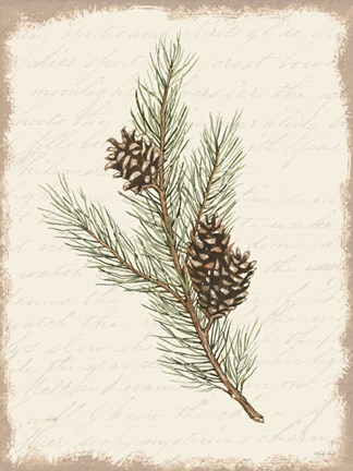 Framed Pine Cone Botanical II Print