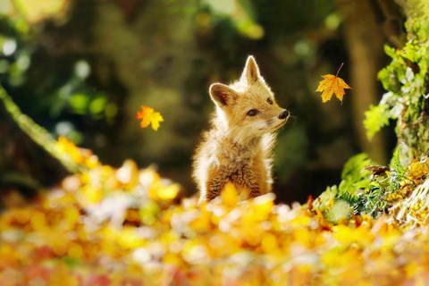 Framed Falling Leaves Fox Print