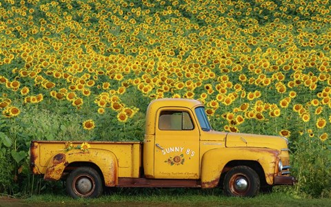 Framed Yellow Vintage Sunflower Truck Print