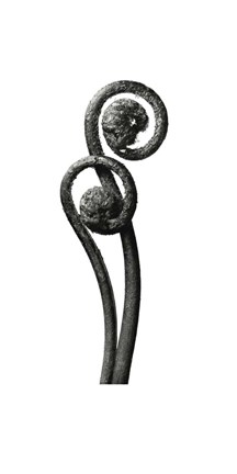 Framed Blossfeldt Botanical No. 3 Print