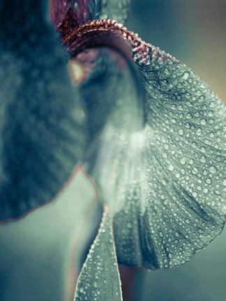 Framed Morning Dew Print