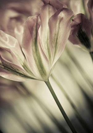 Framed White Stargazers 1 Print