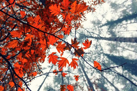 Framed Red Autumn Leaves Print