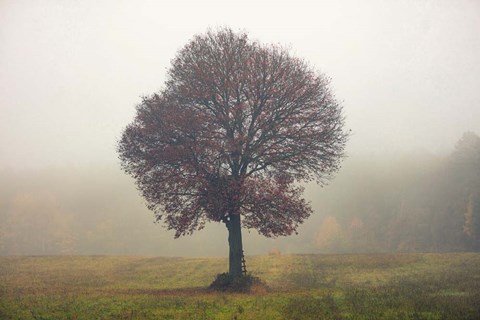 Framed Tree In The Mist Print