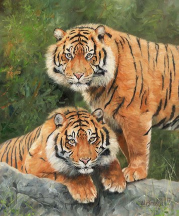 Framed Pair Of Sumatran Tigers Print