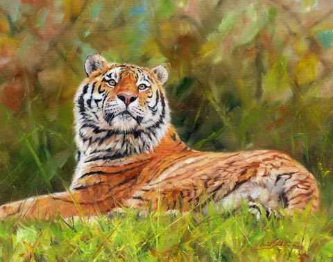 Framed Tiger Study 12 Print