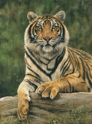 Framed Bengal Tiger 2 Print