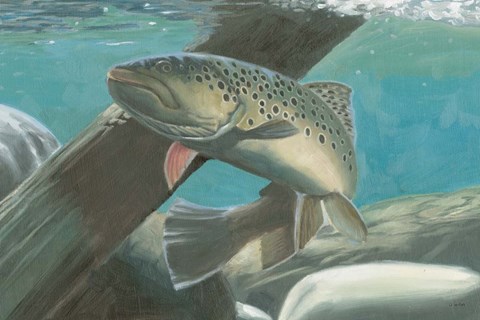 Framed Fresh Catch I Print