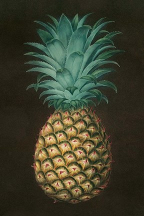 Framed Vintage Pineapple I Print