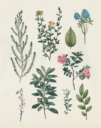 Framed Victorian Garden VI Light Print