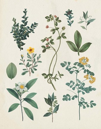 Framed Victorian Garden V Light Print