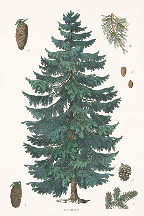 Framed Evergreen Botanical Chart Print