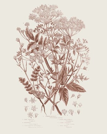 Framed Flowering Plants I Brown Print