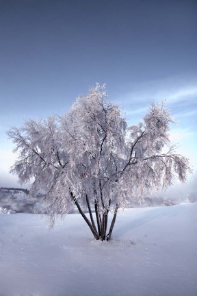 Framed Snow Covered Tree in the Yukon River, Canada Print